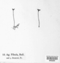 Rickenella fibula image